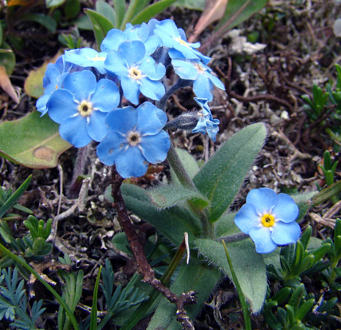 Myosotis alpestris?